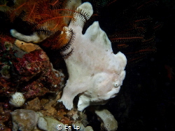Antennarius commerson (giant frogfish). (f/8, 1/40, ISO-2... by E&e Lp 